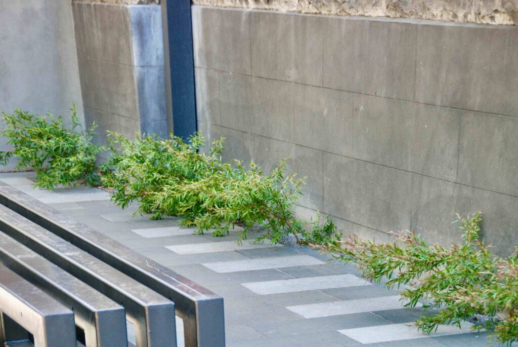 A modern steel bench sits beside a two-toned stone paver path from Eigen Stones, where greenery grows between the paving and a textured wall at the Victorian Women's Centre.